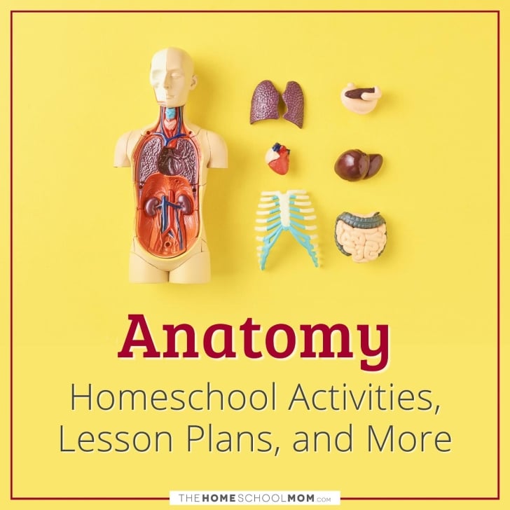 Homeschool Anatomy Biology Diagrams