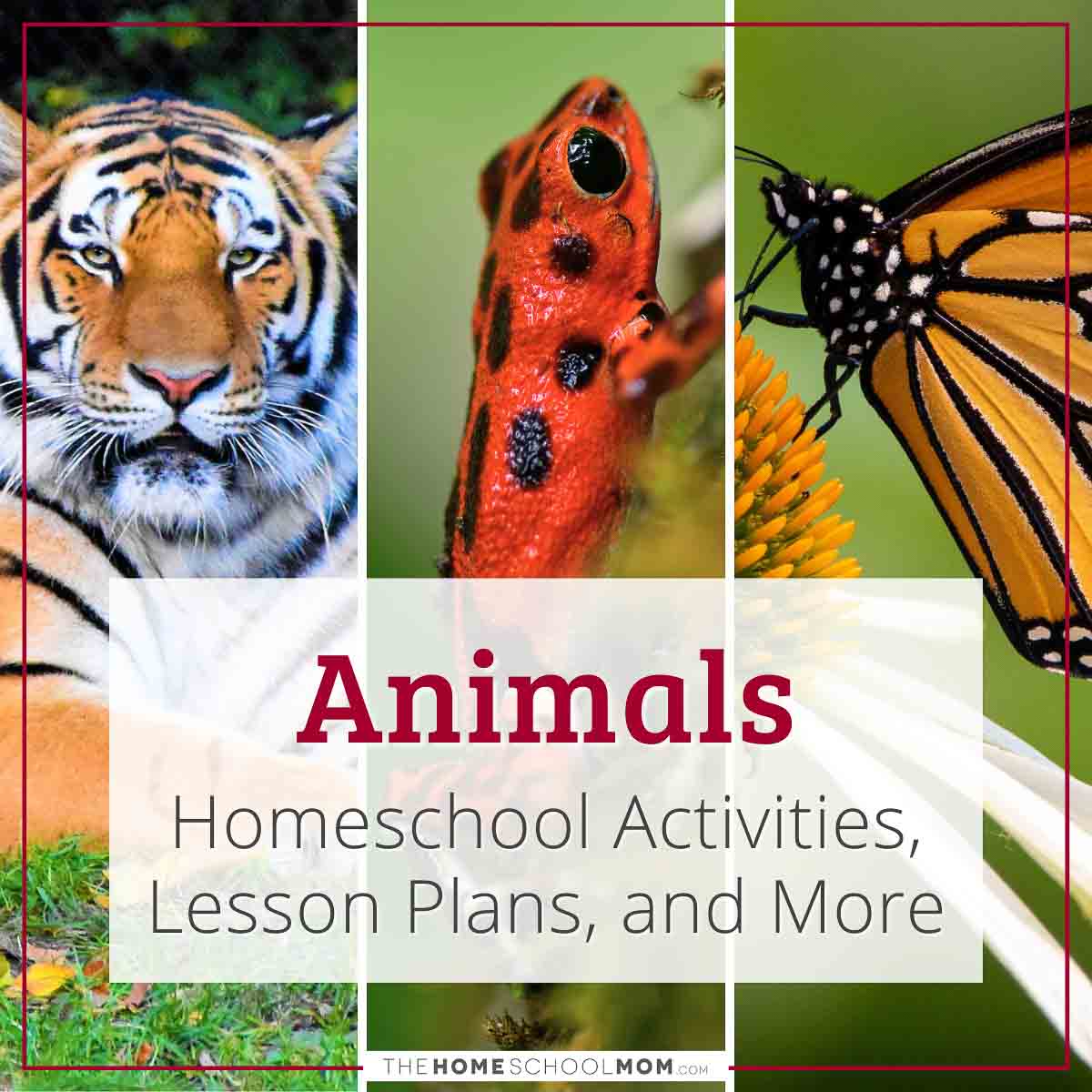 Animals Homeschool Activities, Lesson Plans, and More.