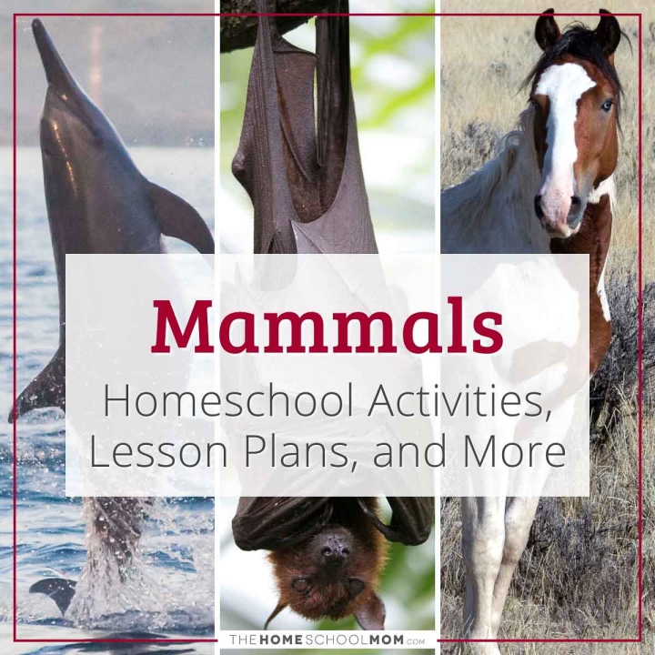 Mammals Homeschool Activities, Lesson Plans, and More.