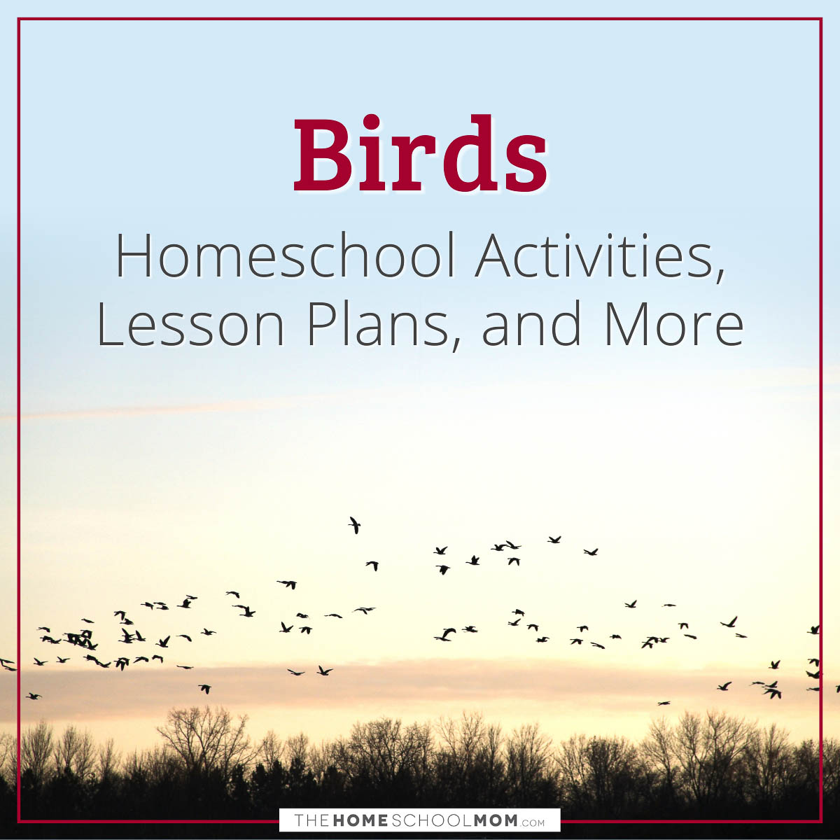 Birds Homeschool Activities, Lesson Plans, and More.